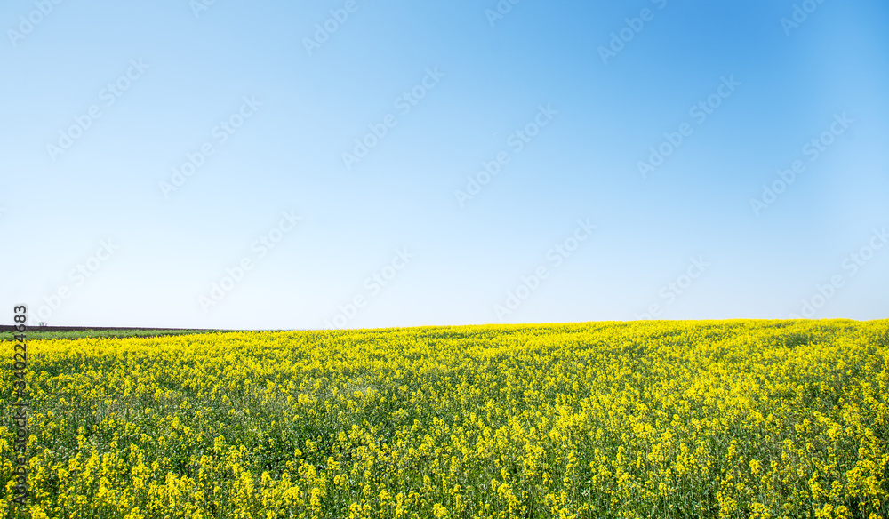 Yellow flowering fields, ground road and beautiful valley, nature summer landscape