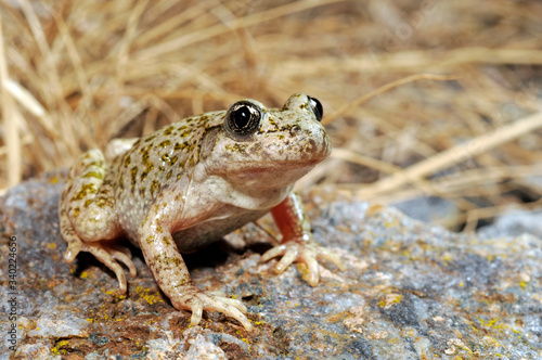 Südostiberische Geburtshelferkröte (Alytes dickhilleni) - Betic midwife toad

Sierra de Cazorla,  Spanien / Spain  photo