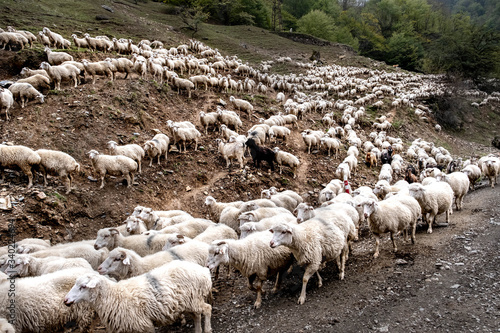 Shepherds walking with the livestock on the road to Omalo - Tusheti