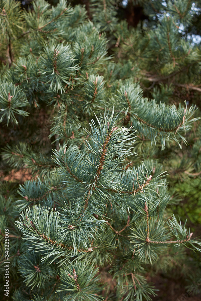 Pinus sylvestris Pinus sylvestris