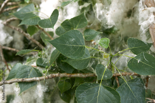Foto Populus nigra