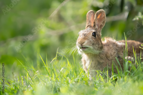 Wild rabbit in its natural habitat at sunset time © filippo