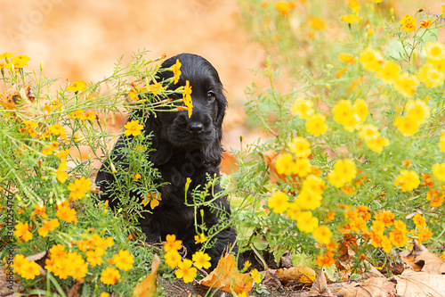Obraz na płótnie A black english cocker spaniel puppy