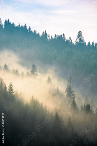 fog above the forest on the hill. mysterious foggy weather in the morning. fantastic mountain scenery