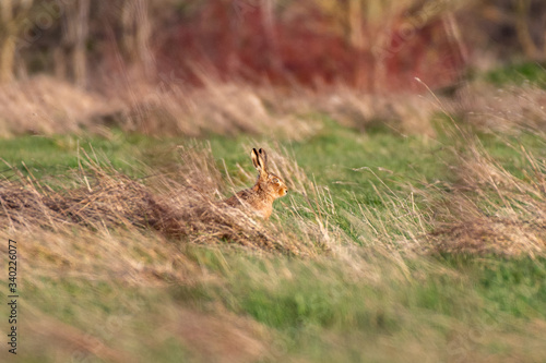 European hare (Lepus europaeus) in a field in England © Mark Hunter