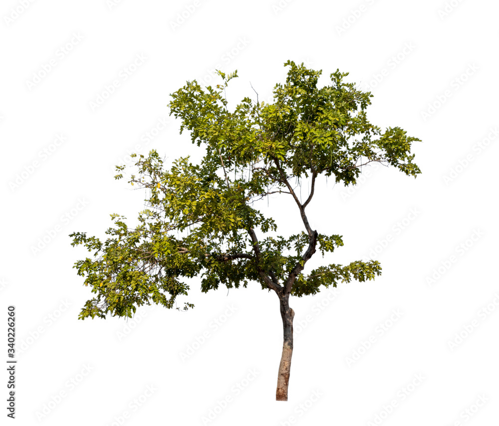 Trees on isolated white backgrounds
