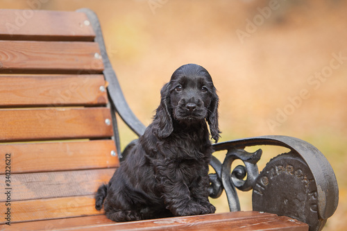 A black english cocker spaniel puppy sitting on a bench