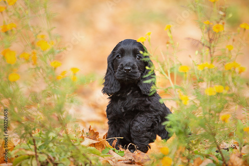 A black english cocker spaniel puppy