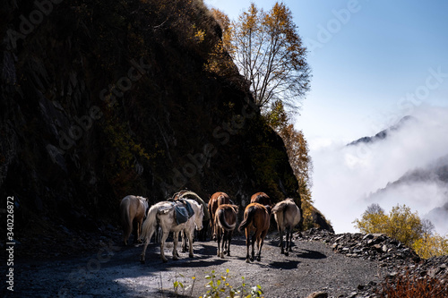 A man walks with a herd of horses on the road to Omala - Tusheti photo