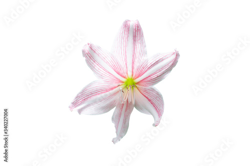 Pink hippeastrum or amaryllis flower bloom isolated on white background included clipping path.  © Pannarai