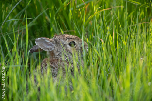 Wild rabbit in its natural habitat at sunset time © filippo