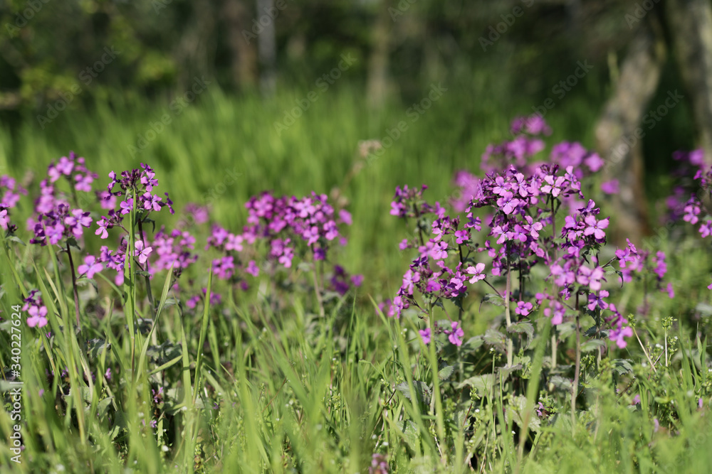 Fototapeta premium blühende Naturwiese