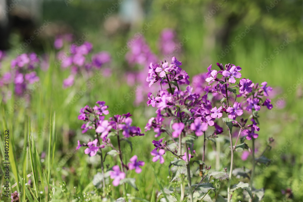 blühende Naturwiese blühende Naturwiese