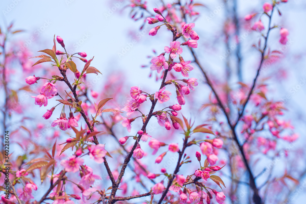 Beautiful wild himalayan cherry flower ( Prunus cerasoides ) Beautiful wild himalayan cherry flower ( Prunus cerasoides )
