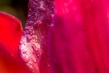 Happy Valentine's Day Greeting card. red rose petals close up with droplets of water. Macro shot
