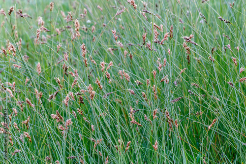Pequeñas plantas con espigas en la pradera, del género blysmus, en primavera. photo