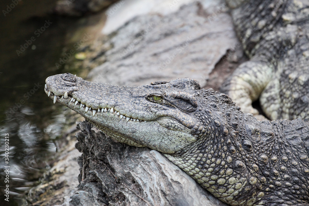 Fototapeta premium Close up head crocodile wild animal near the water