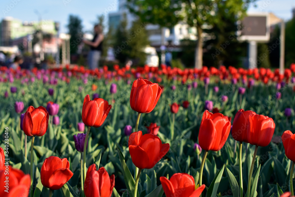 Obraz premium Flowers