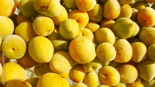close-up yellow ume plum fruit photo