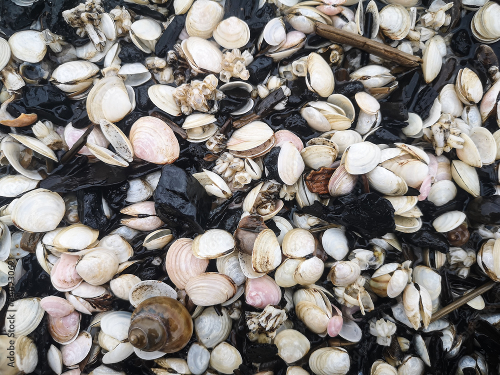 Close up plenty of Baltic Sea sea shells background texture