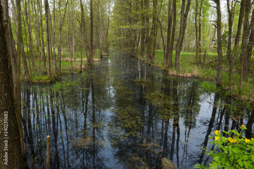 Wetland in lush deciduous forest in Bialowieza National Park in eastern Poland.