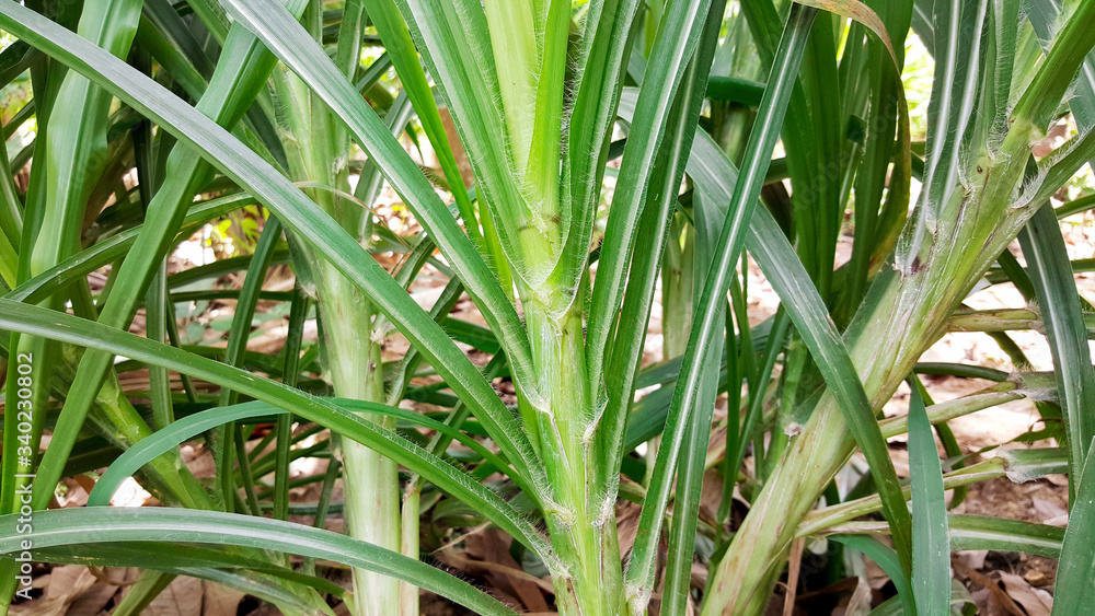 napier grass, elephant grass, pennisetum purpureum