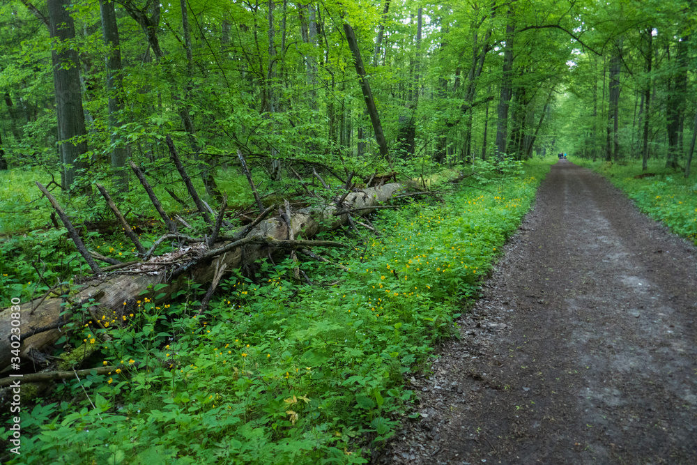 Dirt road through lush deciduous forest in Bialowieza National Park in eastern Poland. Dirt road through lush deciduous forest in Bialowieza National Park in eastern Poland.