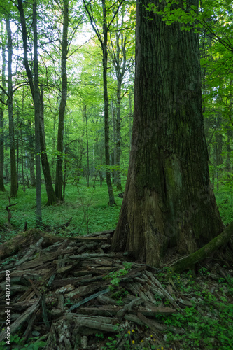 Old trunk in lush deciduous forest in the Bialowieza National Park in eastern Poland.