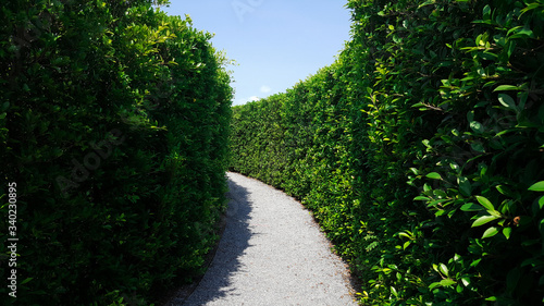 maze green plant wall
