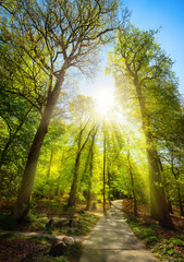 Bright sunrays beautifully falling through the trees of a park, with a path leading uphill towards the sun