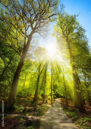 Naklejka Bright sunrays beautifully falling through the trees of a park, with a path leading uphill towards the sun