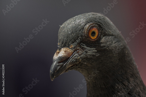 The rock dove  rock pigeon  or common pigeon  Columba livia  is a member of the bird family Columbidae  doves and pigeons .