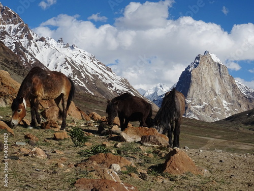 Mountain Landscape with Horses  Indian Himalaya