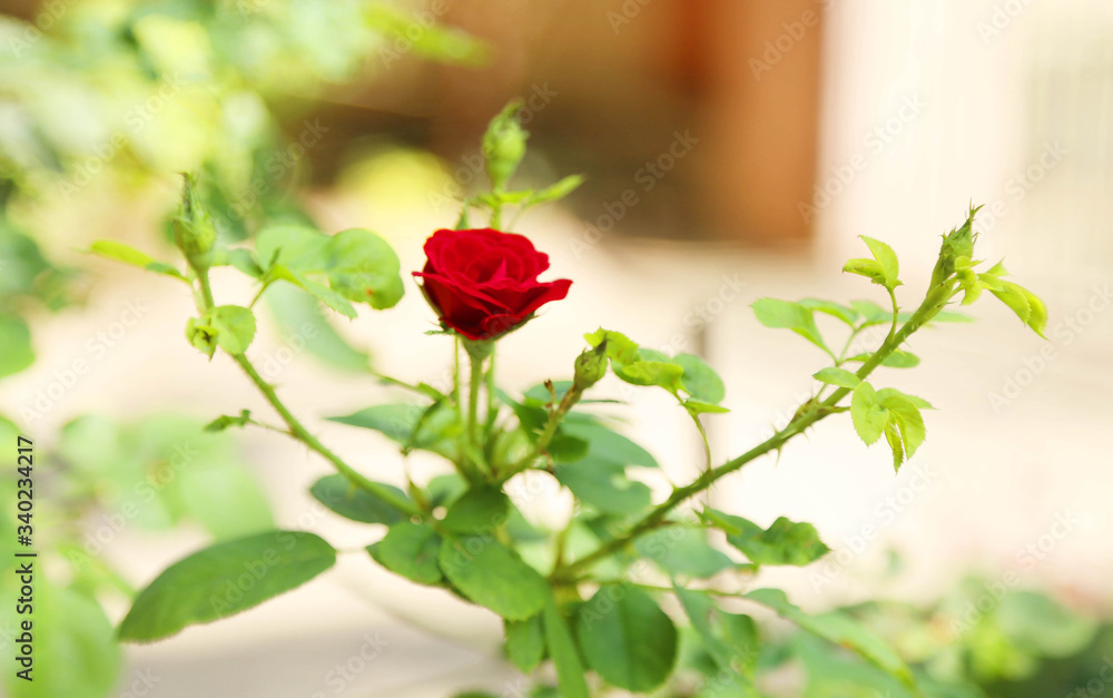 Obraz premium red rose on green background