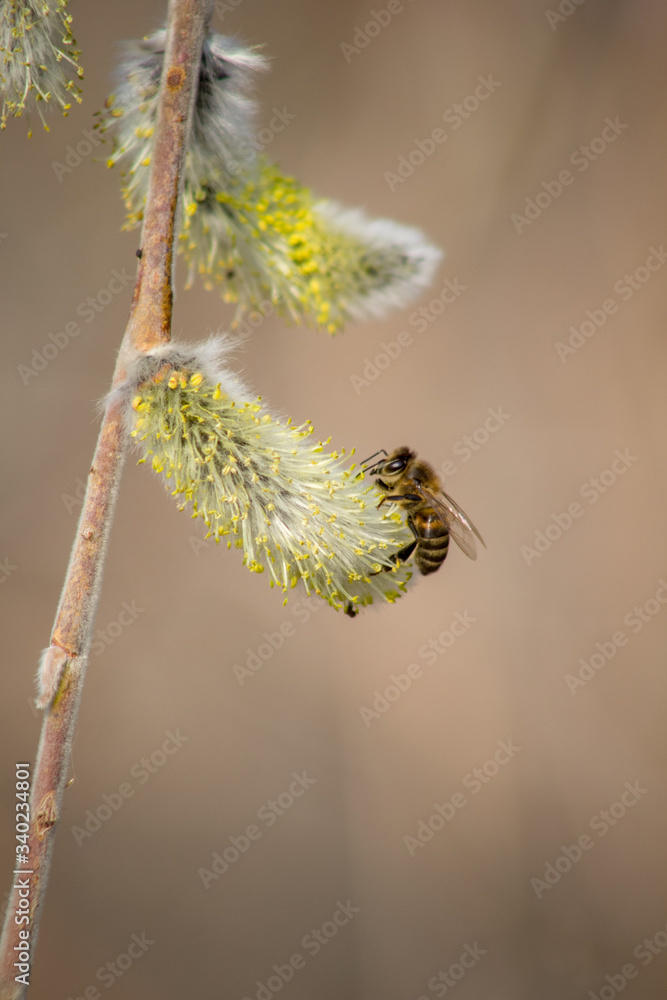 Bees in the early spring on the flowers of willows. Bees collect the first pollen after wintering. Bees in the early spring on the flowers of willows. Bees collect the first pollen after wintering.