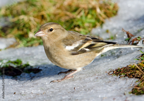 Chaffinch female perched on a snowy winters ground