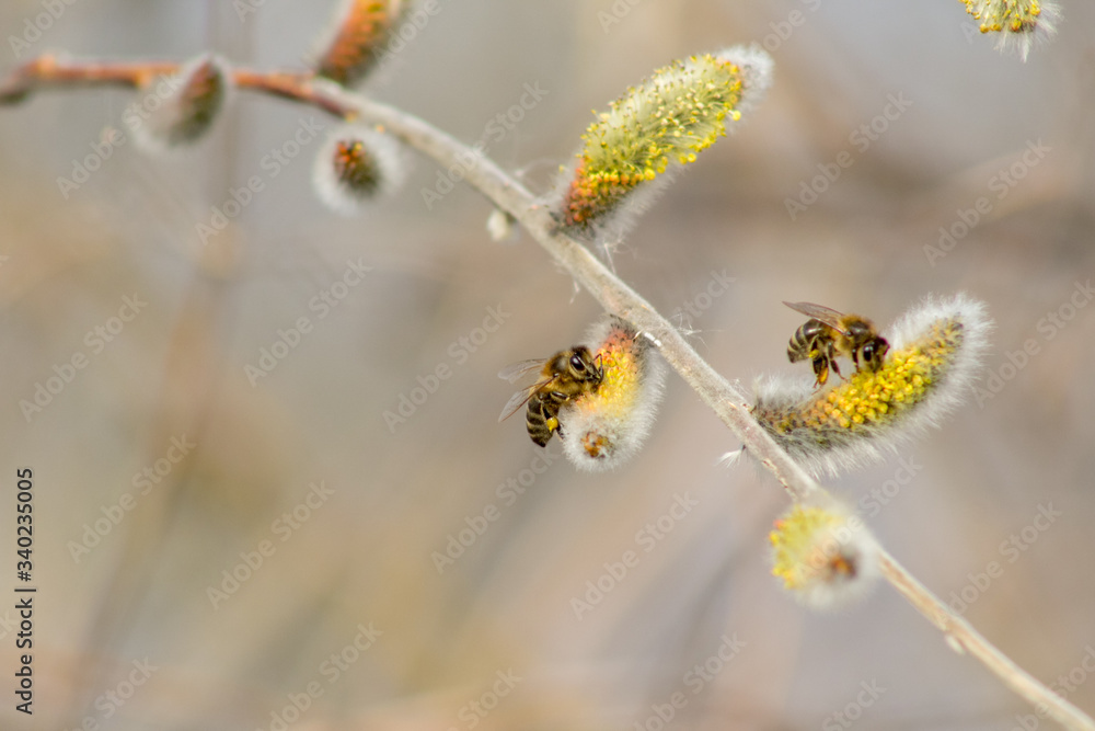 Bees in the early spring on the flowers of willows. Bees collect the first pollen after wintering. Bees in the early spring on the flowers of willows. Bees collect the first pollen after wintering.