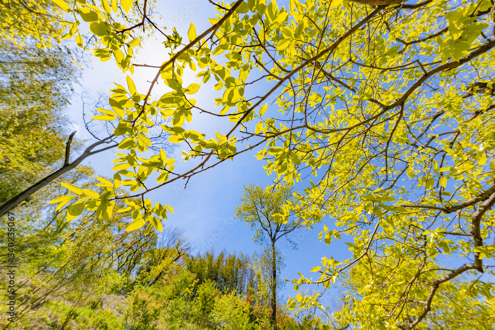 Fototapeta premium 青空と新緑の木