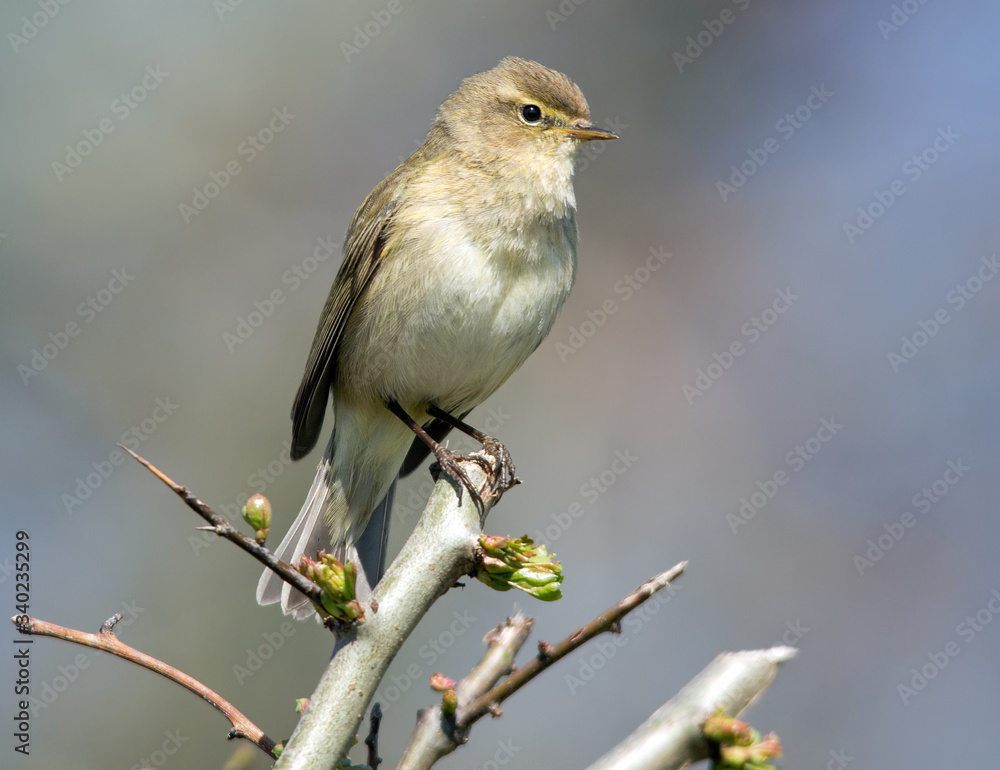ChiffChaff ChiffChaff