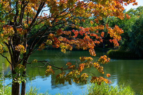 Fototapeta Naklejka Na Ścianę i Meble -  Autumn trees in Sapporo, Hokaido, Japan