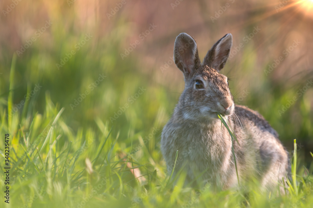 Wild rabbit in its natural habitat at sunset time Wild rabbit in its natural habitat at sunset time