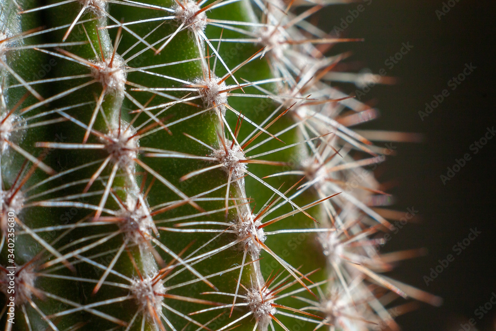 Red needles of a green cactus close up (macro) Red needles of a green cactus close up (macro)
