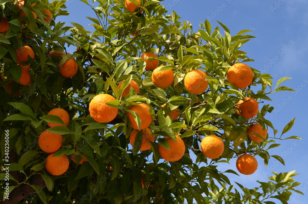 Close up of a ripe fresh oranges and green leaves in a tree orchard in a garden in Spain in a sunny summer day, beautiful outdoor background photographed with soft focus
