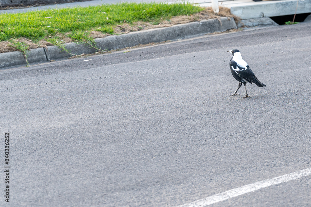 Obraz premium Australian Magpie - Gymnorhina tibicen - by the side of the road in Apollo Bay, Victoria, Australia