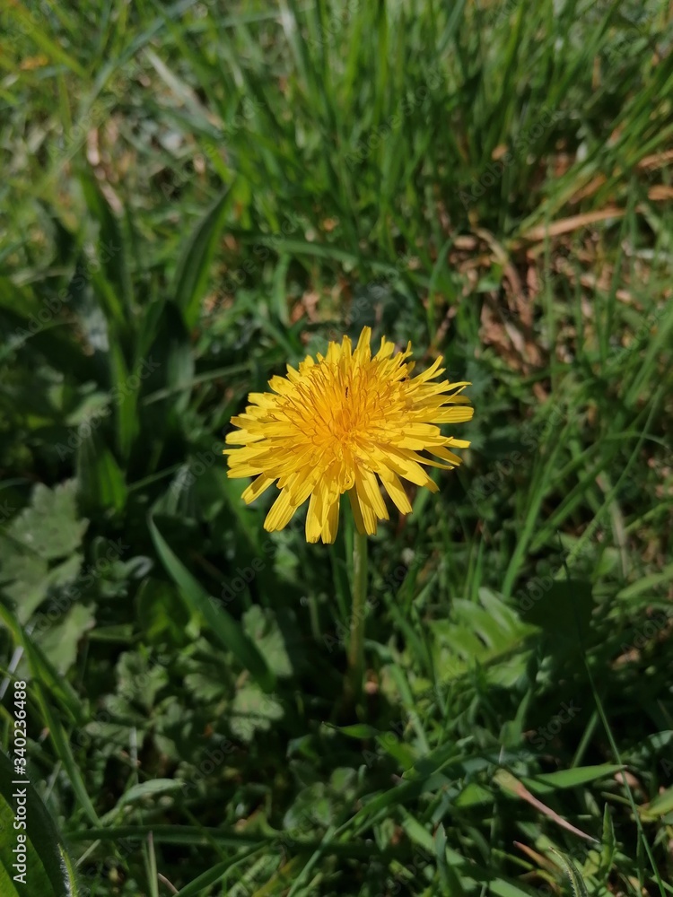 yellow dandelion flower