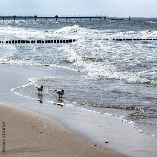 Mewy i falochrony nad Morzem Bałtyckim w Międzyzdrojach