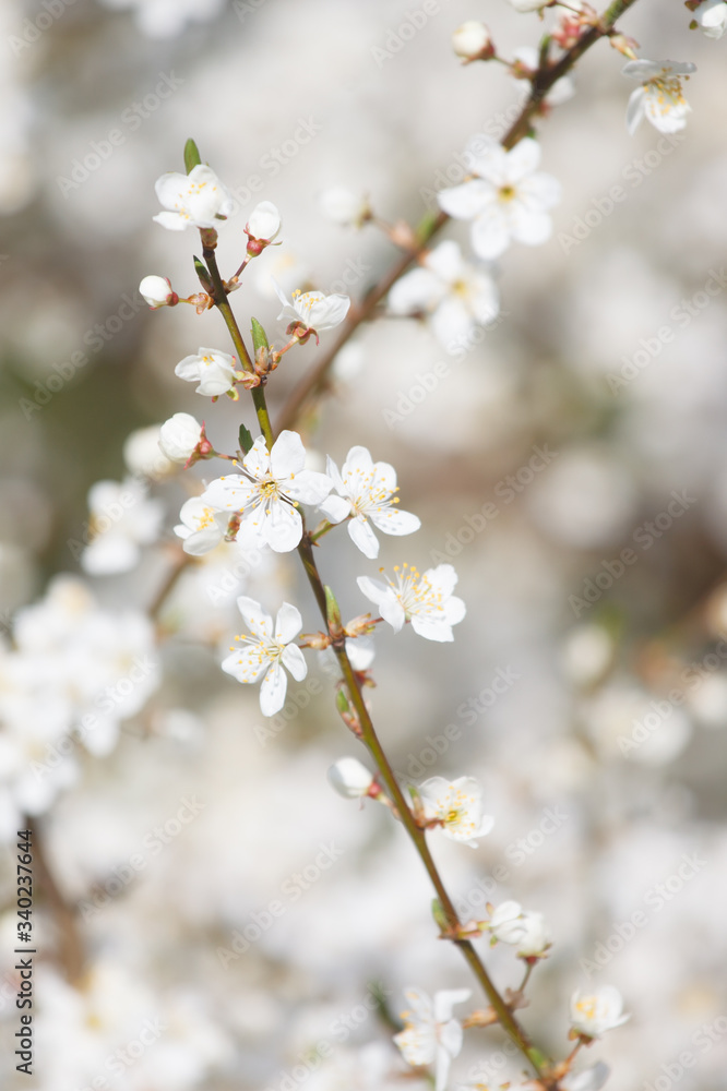 white cherry flowers on the trees in spring