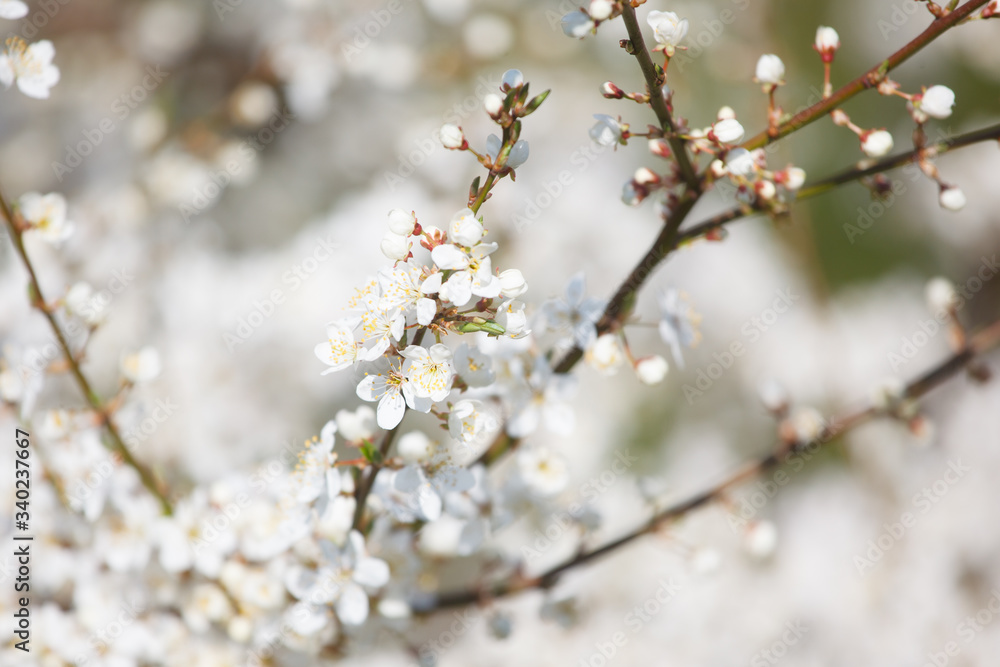 white cherry flowers on the trees in spring white cherry flowers on the trees in spring