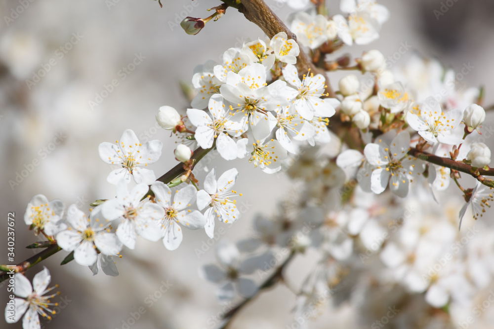 white cherry flowers on the trees in spring white cherry flowers on the trees in spring