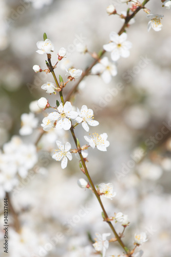 white cherry flowers on the trees in spring © wolf139